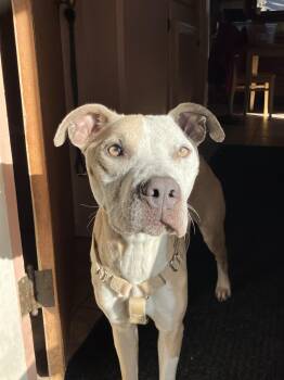 Rescue Pit Bull Terrier and American Staffordshire Terrier Dogs for Adoption in Bloomfield Hills, Michigan - TAWNY | PetCurious