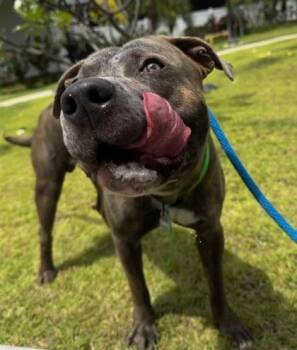 Pit Bull Terrier and Mixed Breed Dogs Available for Adoption in Honolulu, Hawaii - Koa | PetCurious