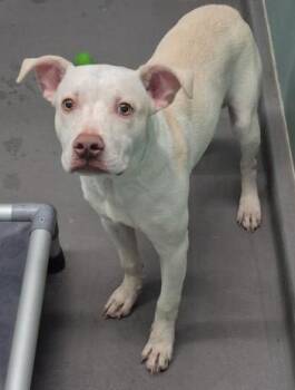 Bingo -  Pit Bull Terrier Dog for Adoption in Butte, Montana - Bingo | PetCurious