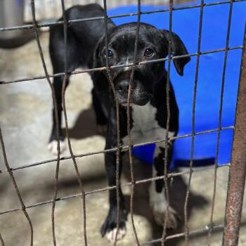 Pit Bull Terrier Dogs Available for Adoption in Fort Smith, Arkansas - Lisa | PetCurious