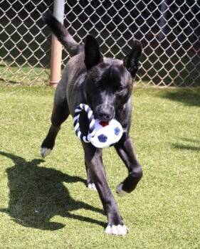 Bandit Athens -  Siberian Husky and Shepherd Dog for Adoption in Rockaway, New Jersey - Bandit Athens | PetCurious
