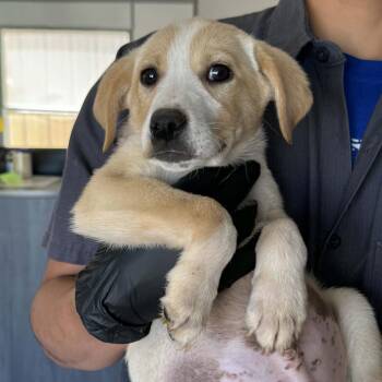 Labrador Retriever Dogs Available for Adoption in Kanab, Utah - Adare | PetCurious