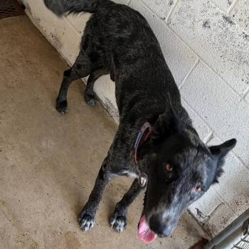 Smokey -  Australian Cattle Dog Blue Heeler Dog for Adoption in Edinburg, Texas - Smokey | PetCurious