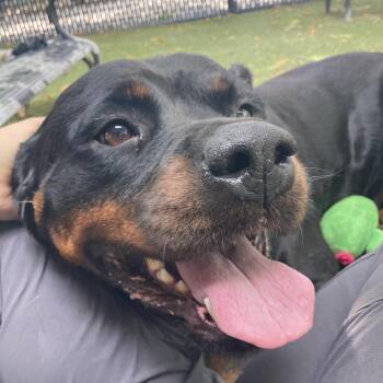 Queen -  Rottweiler Dog for Adoption in Providence, Rhode Island - Queen | PetCurious