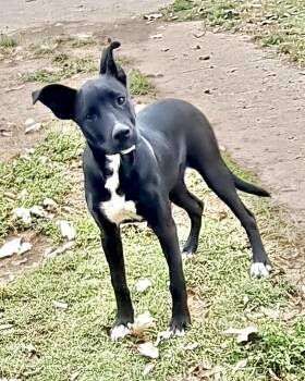 Rescue Mixed Breed Dogs for Adoption in Tunica, Mississippi - Roxanne | PetCurious