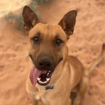 Weaver -  Shepherd and Retriever Dog for Adoption in Kanab, Utah - Weaver | PetCurious