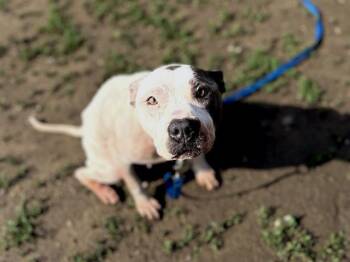 GEMINI -  English Bulldog and Mixed Breed Dog for Adoption in Omaha, Nebraska - GEMINI | PetCurious