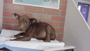 BEETLE -  Staffordshire Bull Terrier and Mixed Breed Dog for Adoption in Houston, Texas - BEETLE | PetCurious