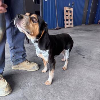 Benny -  Beagle Dog for Adoption in Jasper, Indiana - Benny | PetCurious