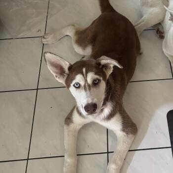 Husky Dogs Available for Adoption in Houston, Texas - Brownie | PetCurious