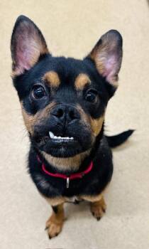 Australian Kelpie and Boxer Dogs Available for Adoption - PANCHO | PetCurious