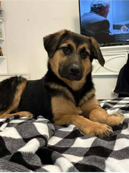 Shepherd Dogs Available for Adoption in Longview, Texas - Nala | PetCurious
