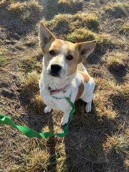 Rescue Australian Cattle Dog Blue Heeler Dogs for Adoption in Fort Collins, Colorado - Butters | PetCurious