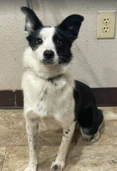 Zippy -  Border Collie Dog for Adoption in Sedalia, Colorado - Zippy | PetCurious
