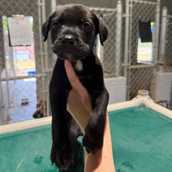 Mario 061601A -  Labrador Retriever and Mixed Breed Dog for Adoption in Amory, Mississippi - Mario 061601A | PetCurious