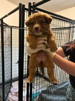 Matilda -  Australian Cattle Dog Blue Heeler Dog for Adoption in Thompson Falls, Montana - Matilda | PetCurious