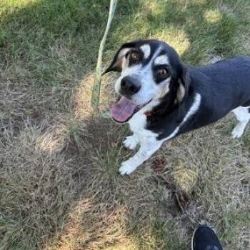 Henry -  Beagle Dog for Adoption in Worcester, Massachusetts - Henry | PetCurious