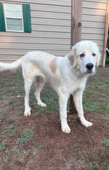 Butterball -  Great Pyrenees Dog for Adoption in Wando, South Carolina - Butterball | PetCurious