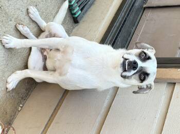 Pepper -  Puggle Dog for Adoption in San Diego, California - Pepper | PetCurious