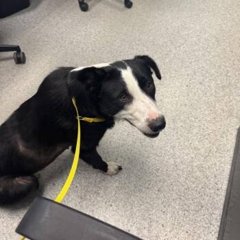 Avery -  Border Collie Dog for Adoption in Des Moines, Iowa - Avery | PetCurious