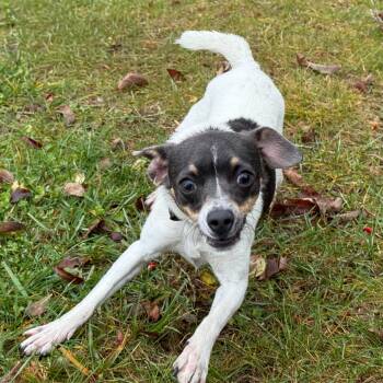 Rescue Chihuahua Dogs for Adoption in Latrobe, Pennsylvania - Coco | PetCurious