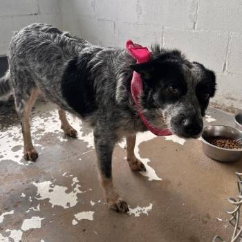 Australian Cattle Dog Blue Heeler Dogs Available for Adoption in Edinburg, Texas - Rosie | PetCurious