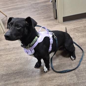 Labrador Retriever and Basset Hound Dogs Available for Adoption in Portland, Texas - TXAC-Stray-19772 | PetCurious