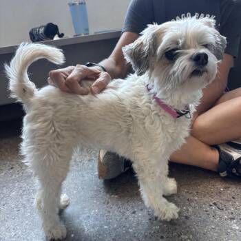 Bernadette -  Maltese Dog Available for Adoption in Phoenix, Arizona - Bernadette | PetCurious
