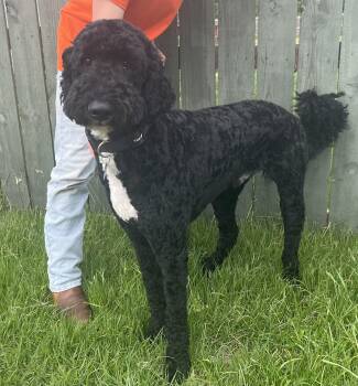 Roko the Magnificent -  Goldendoodle Dog for Adoption in Mobile, Alabama - Roko The Magnificent | PetCurious