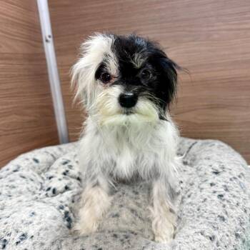 Bonnie -  Terrier Dog for Adoption in Cedar Park, Texas - Bonnie | PetCurious