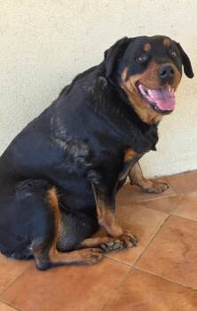 Petunia -  Rottweiler Dog for Adoption in Ramona, California - Petunia | PetCurious