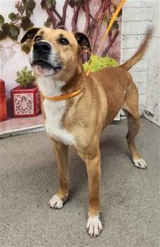 Labrador Retriever and Mixed Breed Dogs Available for Adoption in San Bernardino, California - LAWRENCE | PetCurious