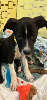 Rescue Terrier Dogs for Adoption in Manchester, Tennessee - Mitchell | PetCurious