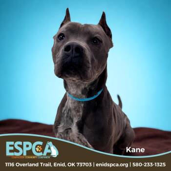 Terrier and Catahoula Leopard Dog Dogs Available for Adoption in Enid, Oklahoma - Kane | PetCurious
