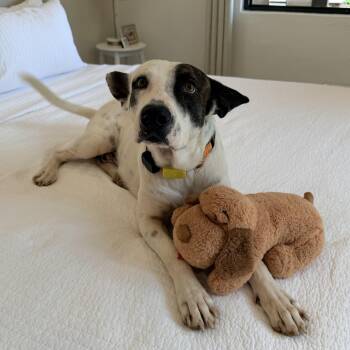 Famous Bogie -  Great Dane Dog for Adoption in Mettawa, Illinois - Famous Bogie | PetCurious