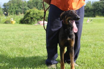 Rescue Doberman Pinscher Dogs for Adoption in Holly Hill, South Carolina - Jemma-6months Spay Contract Required $425 | PetCurious
