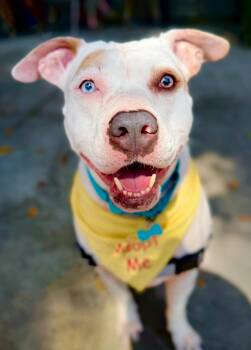 Rescue Pit Bull Terrier Dogs for Adoption in Los Angeles, California - Leilani  *COURTESY POST* | PetCurious