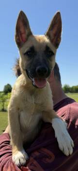 HARLOW -  German Shepherd Dog and Border Collie Dog Available for Adoption in Sebec, Maine - HARLOW | PetCurious