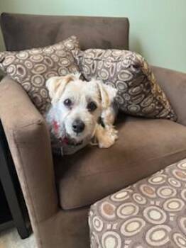 Tee -  Yorkshire Terrier and Maltese Dog for Adoption in New Albany, Ohio - Tee | PetCurious