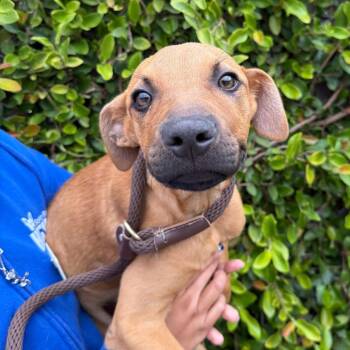 Mordecai -  Black Mouth Cur and Mixed Breed Dog for Adoption in Goleta, California - Mordecai | PetCurious