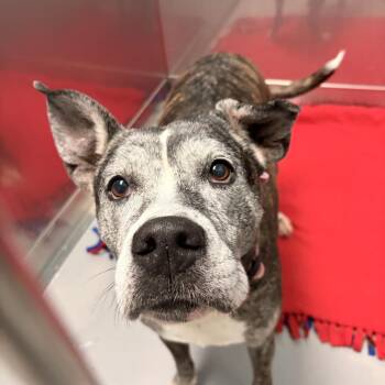 Karma -  Mixed Breed Dog for Adoption in Davenport, Iowa - Karma | PetCurious