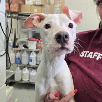 Esperanza -  Mixed Breed Dog for Adoption in Spruce Pine, North Carolina - Esperanza | PetCurious