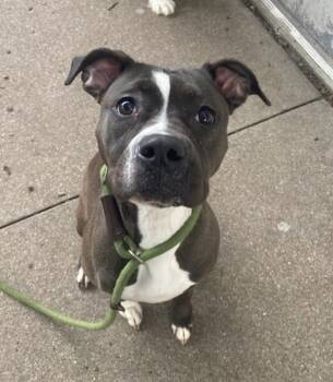 Rescue Pit Bull Terrier Dogs for Adoption - Juno | PetCurious