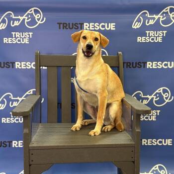 HAVEN -  Yellow Labrador Retriever Dog for Adoption in Waterford, New Jersey - HAVEN | PetCurious