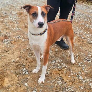 Foster Ralphie -  Terrier Dog for Adoption in Oswego, Illinois - Foster Ralphie | PetCurious