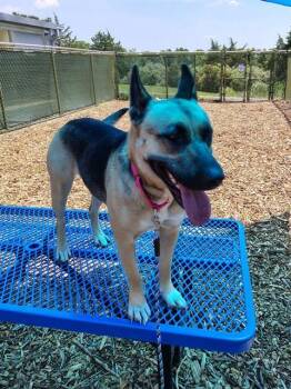 MIRIAM -  German Shepherd Dog and Mixed Breed Dog for Adoption in Leesburg, Virginia - MIRIAM | PetCurious