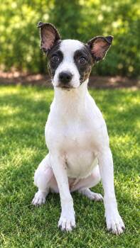 Jolene -  Terrier Dog for Adoption in Hartwell, Georgia - Jolene | PetCurious