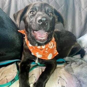 Rescue Shepherd Dogs for Adoption in Tuba City, Arizona - Bruce Wayne/Jaa'abani | PetCurious