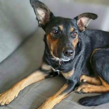 Penelope Penn -  Shepherd Dog for Adoption in Corpus Christi, Texas - Penelope Penn | PetCurious