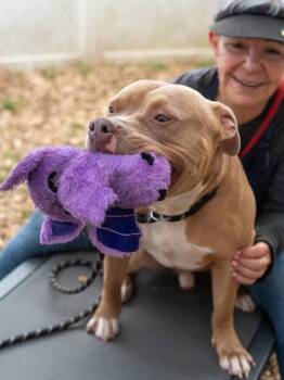 Mixed Breed Dogs Available for Adoption in Chamblee, Georgia - Borealis | PetCurious